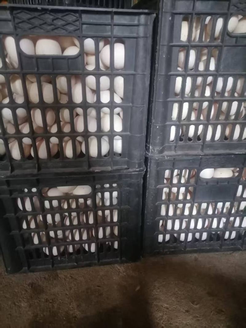 福建鸭蛋大量供应，支持一件代发，货源充足，破损包赔。