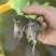 精品团生菜苗基地直发一手货源量大从优欢迎咨询