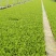 精品团生菜苗基地直发一手货源量大从优欢迎咨询