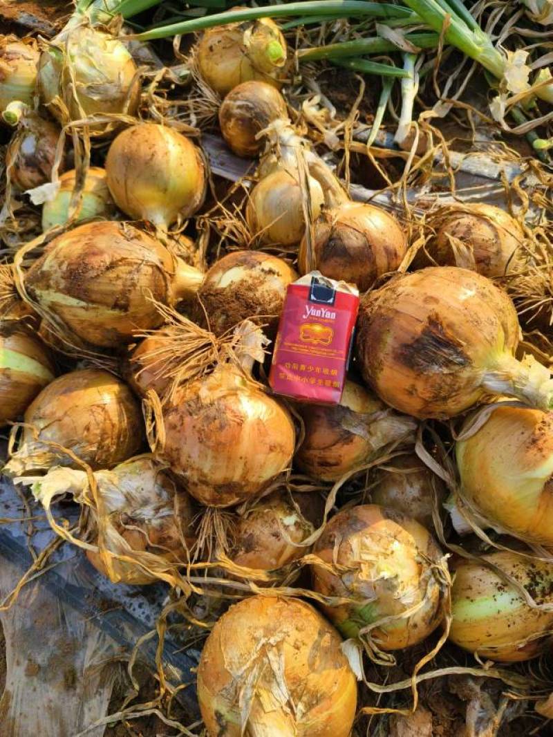 云南元谋洋葱场地直采，货源稳定
