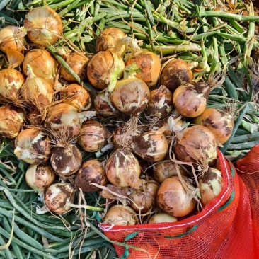 云南元谋洋葱场地直采，货源稳定