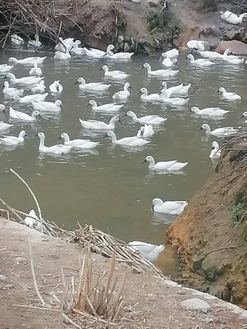 精品土鸭蛋大量供应，基地直发包邮。破损包赔。