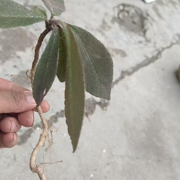 野生虎舌红