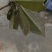 野生虎舌红