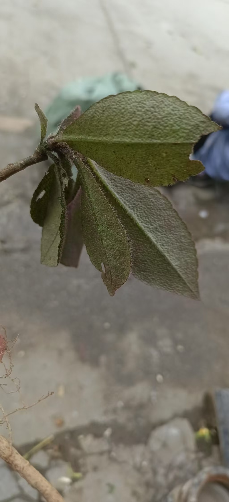 野生虎舌红