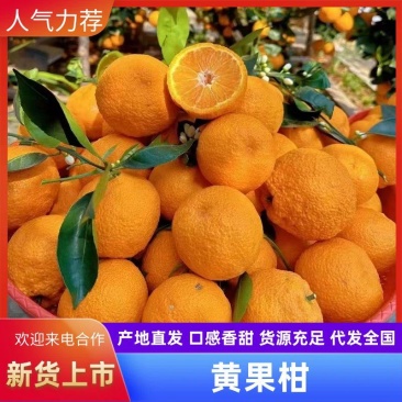 四川汉源，石棉黄果柑，各渠道对接中，欢迎各位老板来电洽谈