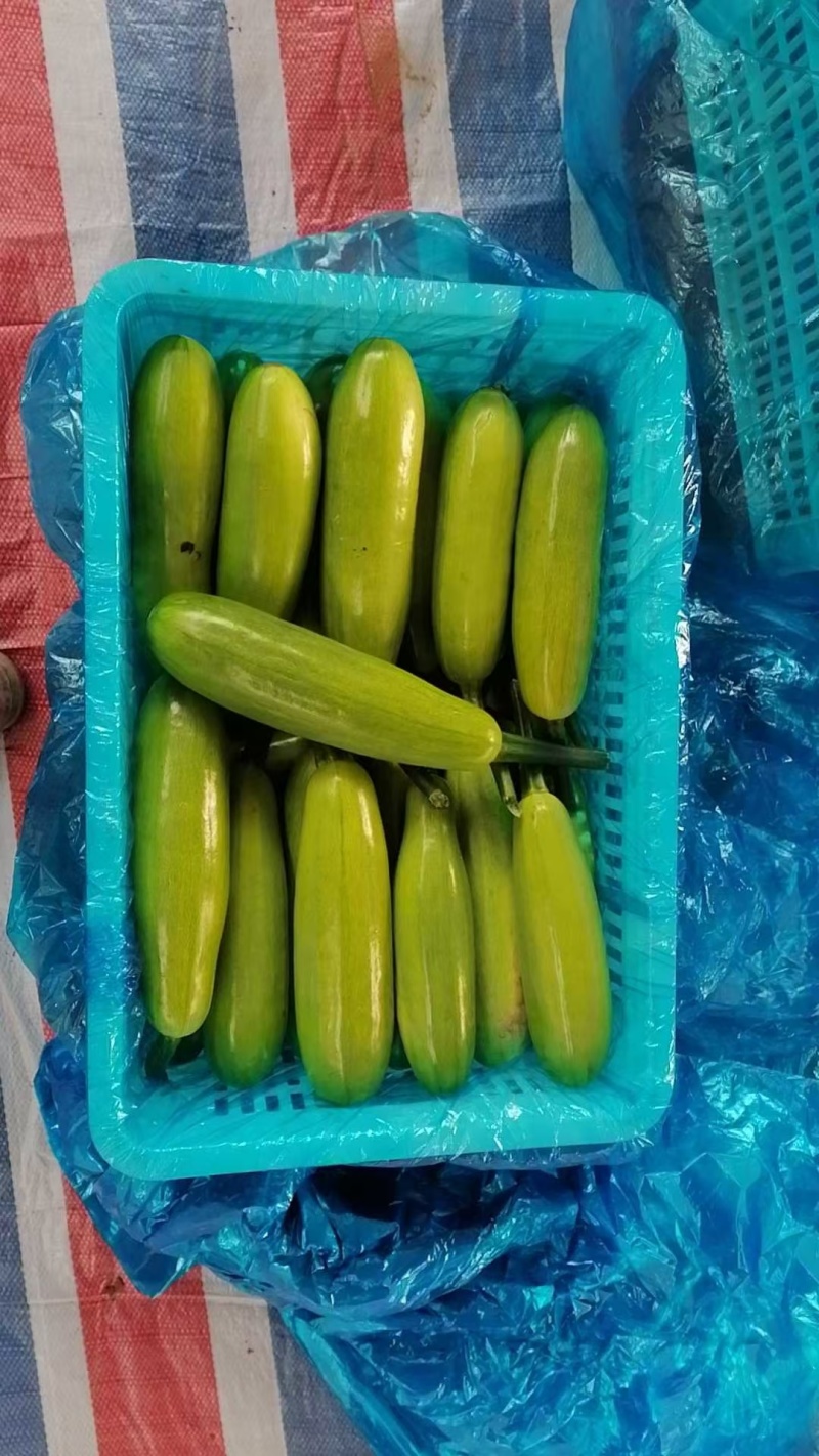 西葫芦山东聊城冷棚大量供应，质优价廉基地直供