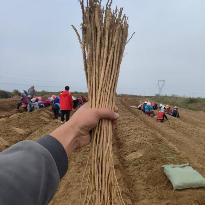 甘肃黄芪苗子低杆棉芪