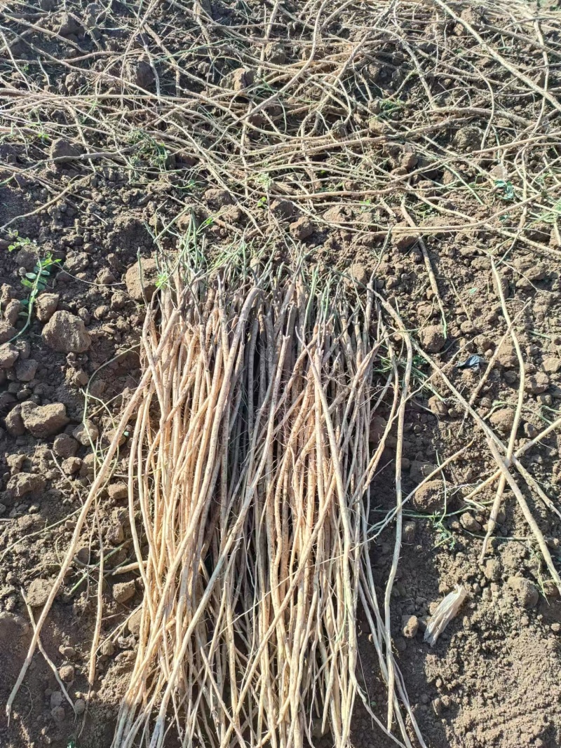 甘肃黄芪苗子低杆棉芪