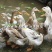 江南蛋鸭一号二号白麻羽绿壳高产蛋鸭苗水鸭子小苗小黄鸭苗