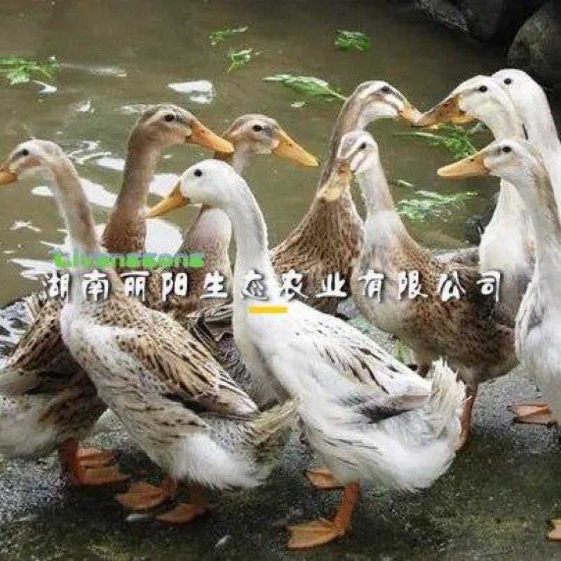 江南蛋鸭一号二号白麻羽绿壳高产蛋鸭苗水鸭子小苗小黄鸭苗