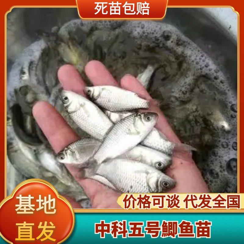 热销鯽鱼苗鱼场大量批发包运输提供养殖技术货到付款