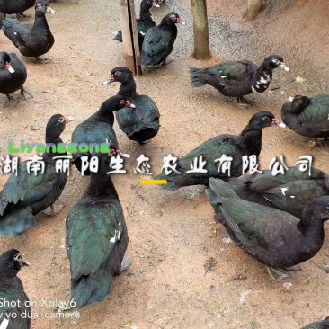 黑番鸭苗出壳小苗大种肉麻鸭黑洋子鸭雁鹅苗旱鸭活苗