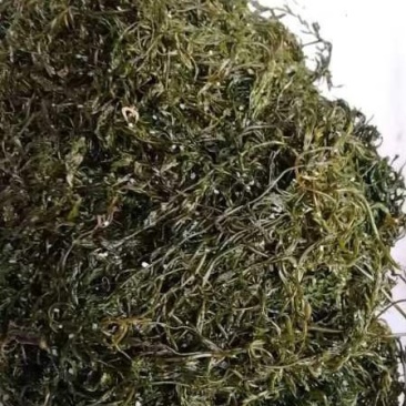 山东荣成优质马尾藻