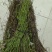 中药材钩藤纯野生品质保证价格优惠欢迎来电洽谈