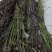 中药材钩藤纯野生品质保证价格优惠欢迎来电洽谈