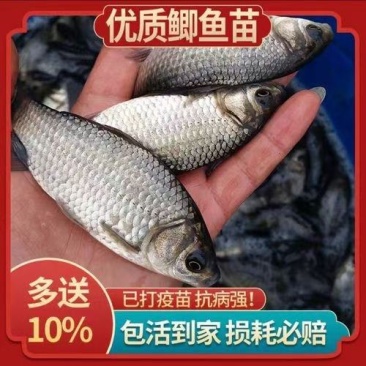 热销鯽鱼苗四川中科5号苗鱼场发货包运输及鱼塘规划