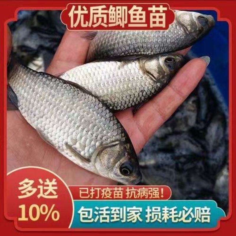 热销鯽鱼苗四川中科5号苗鱼场发货包运输及鱼塘规划