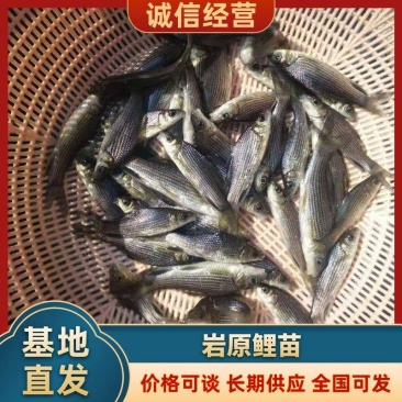 岩原鲤鱼苗巴南岩原鲤苗鱼场直供包运输技术指导货到付款