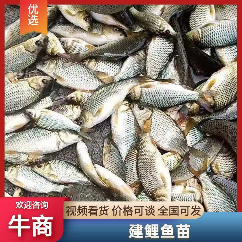 稻田池塘精品鲤鱼苗支持云贵川渝送货货到付款