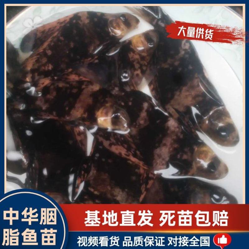 中华胭脂鱼苗又名富贵鱼鱼场直供送货上门欢迎联系