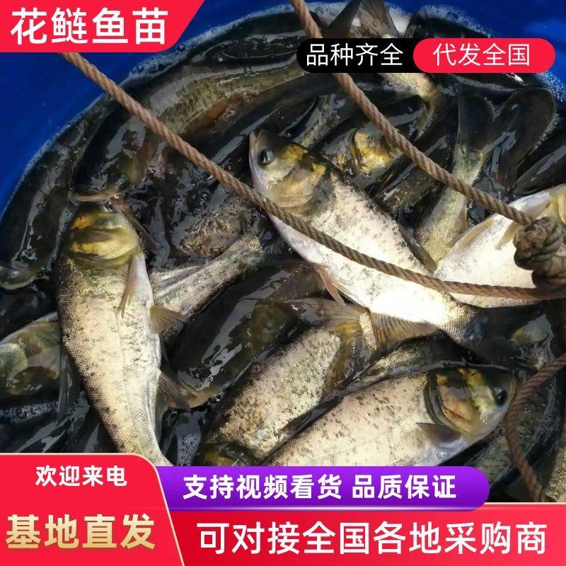 花白鲢鱼苗产地大量出售鱼塘水库包运输货到付款