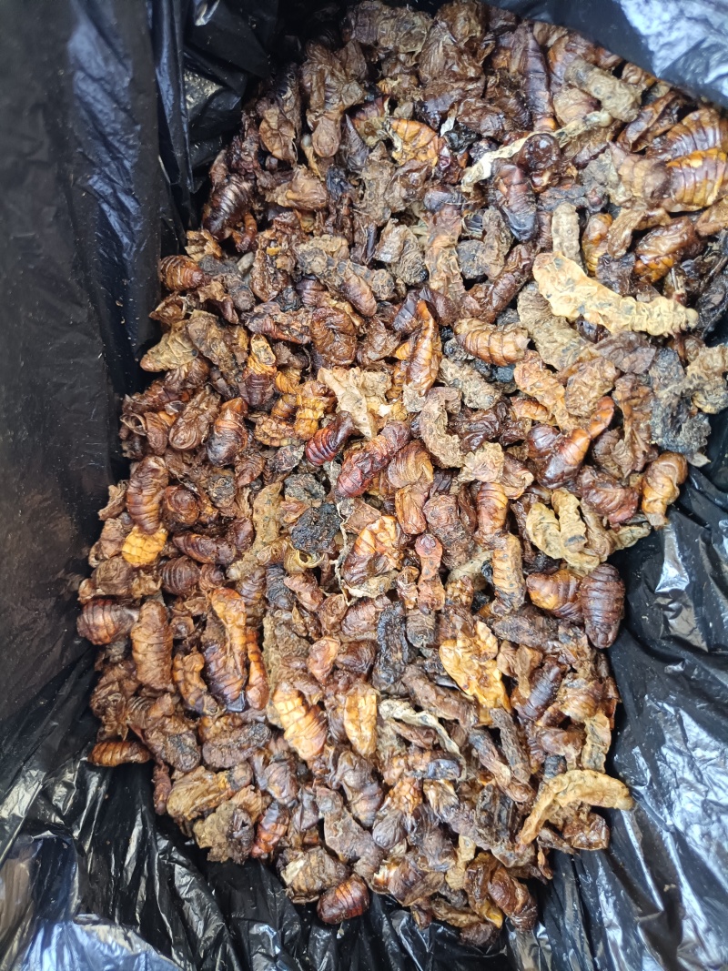 饲料蚕蛹