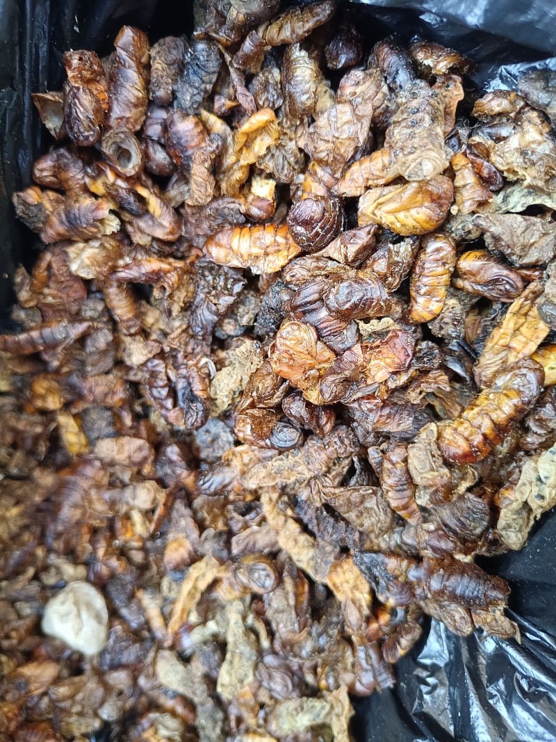 饲料蚕蛹