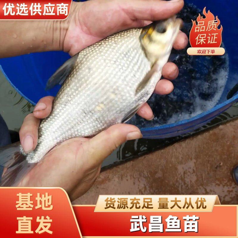 鳊鱼苗批发四川鱼苗提供技术指导包运输货到付款