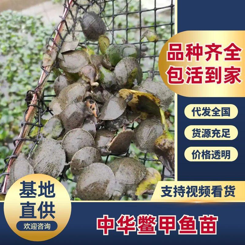 甲鱼苗外塘生态养殖中华甲鱼苗提供养殖技术货到付款