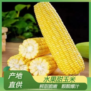 精品水果玉米太阳花火热上市中，欢迎全国各地客户前来订