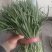 大叶韭菜