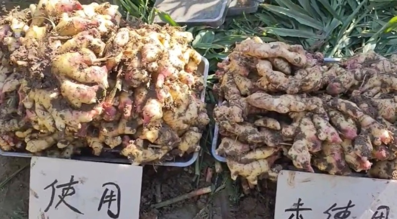 膨果肥大量元素水溶肥支持全国代理招合伙人优惠力度大