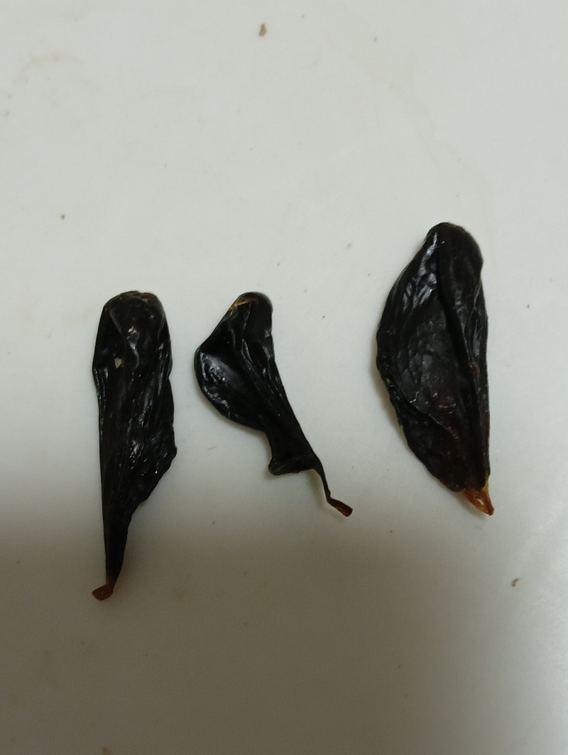 正宗眼镜蛇胆中药材蛇胆干