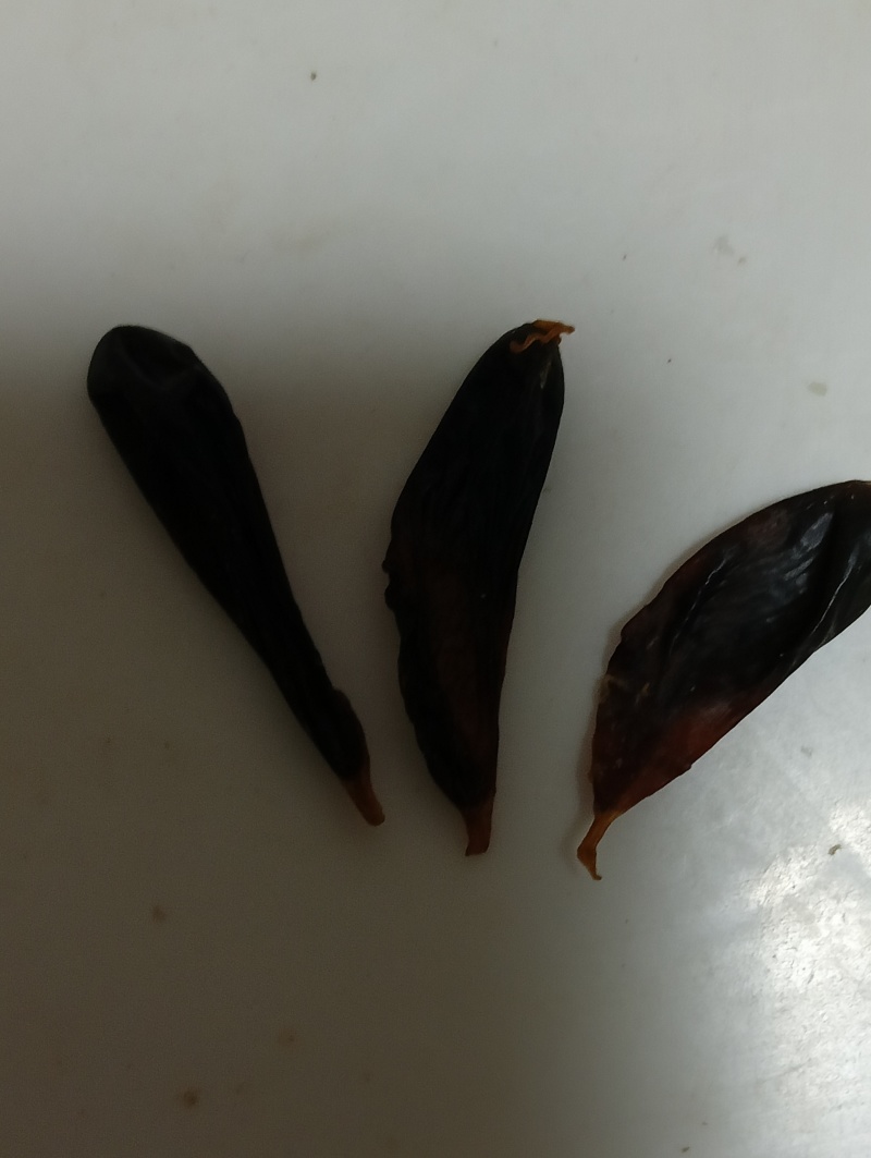 正宗眼镜蛇胆中药材蛇胆干