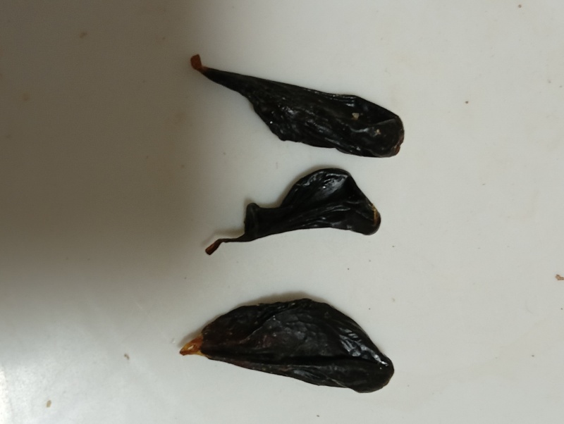 正宗眼镜蛇胆中药材蛇胆干