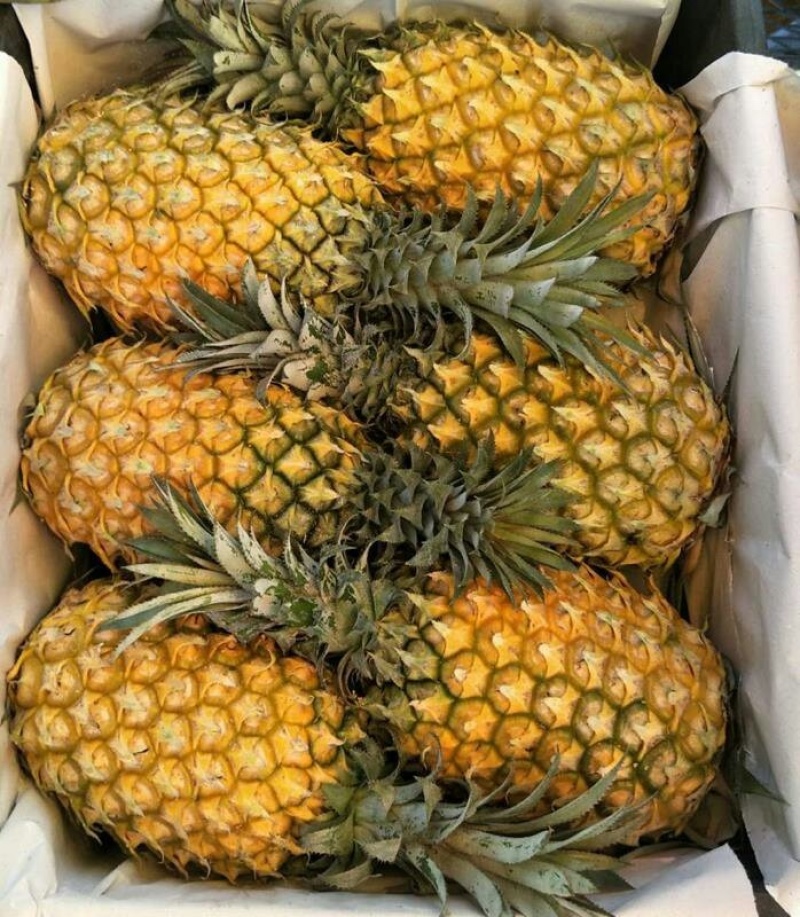 海南菠萝产地一手货源，品质优良，视频看货，对接商超市场