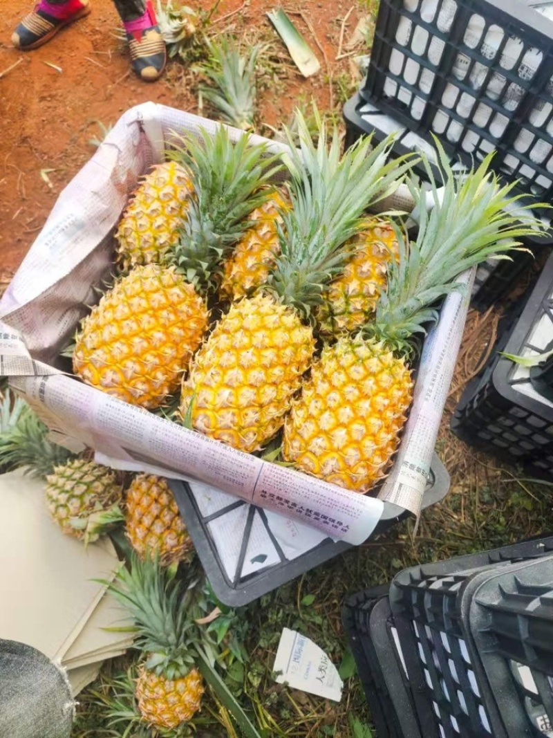 海南菠萝产地一手货源，品质优良，视频看货，对接商超市场