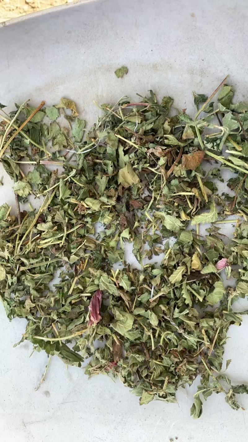 【推荐】龙牙草仙鹤草，自家种植，品质保证，欢迎咨询采购