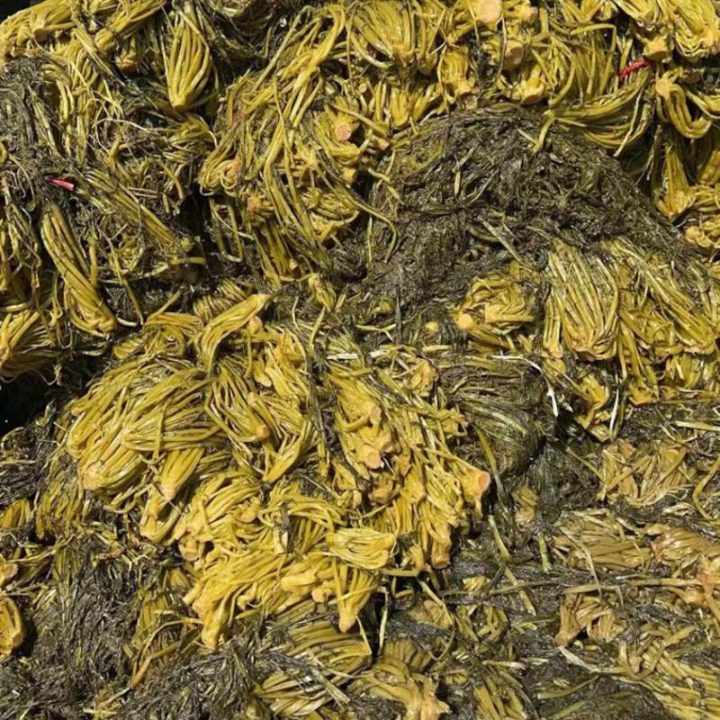 腌制花叶雪里红基地直销量大质优价优一手货源欢迎咨询采购