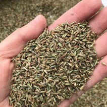 赤峰牛膝籽