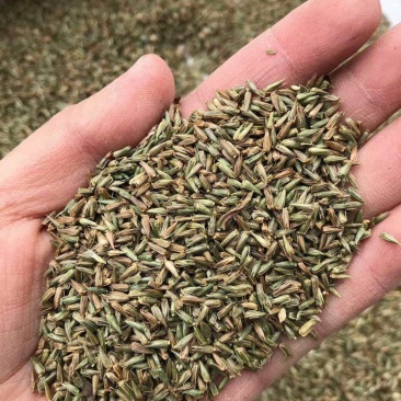 赤峰牛膝籽