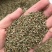 赤峰牛膝籽