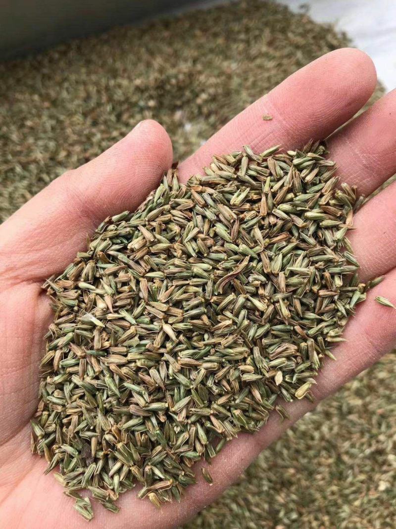 赤峰牛膝籽