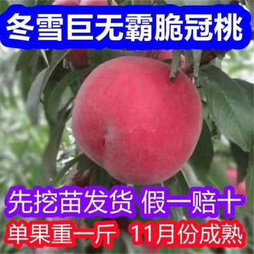 冬雪巨无霸冬桃树苗，基地直发，欢迎实地考察，签约合同种植