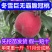 冬雪巨无霸冬桃树苗，基地直发，欢迎实地考察，签约合同种植