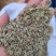 白花前胡种子