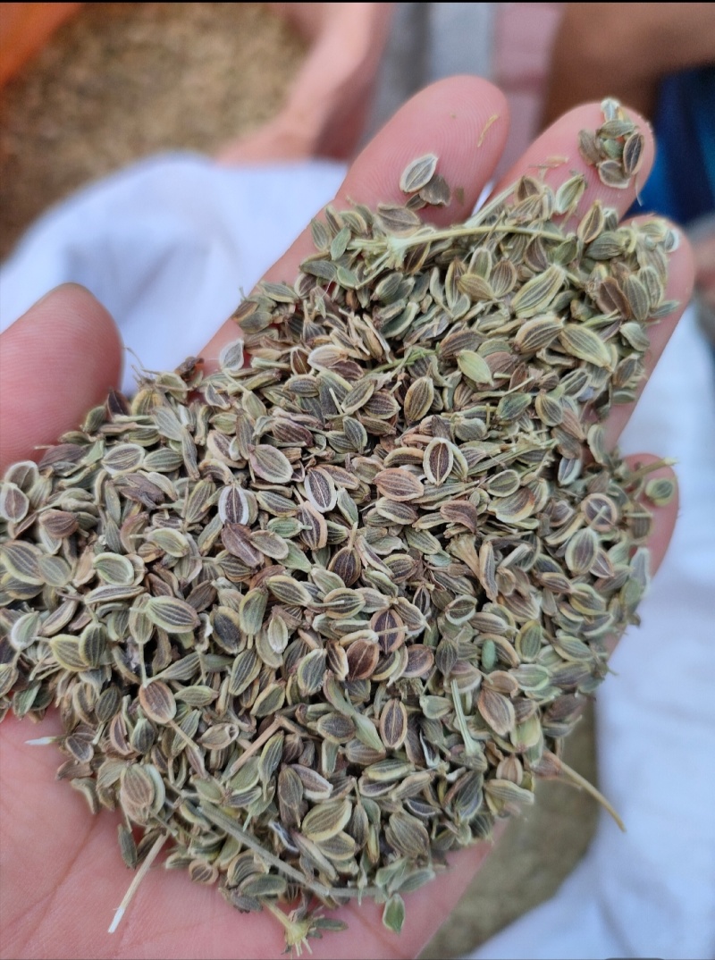 白花前胡种子