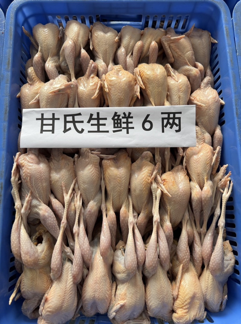 肇庆白条鹧鸪冷冻真空包装养殖基地现杀现发欢迎选购
