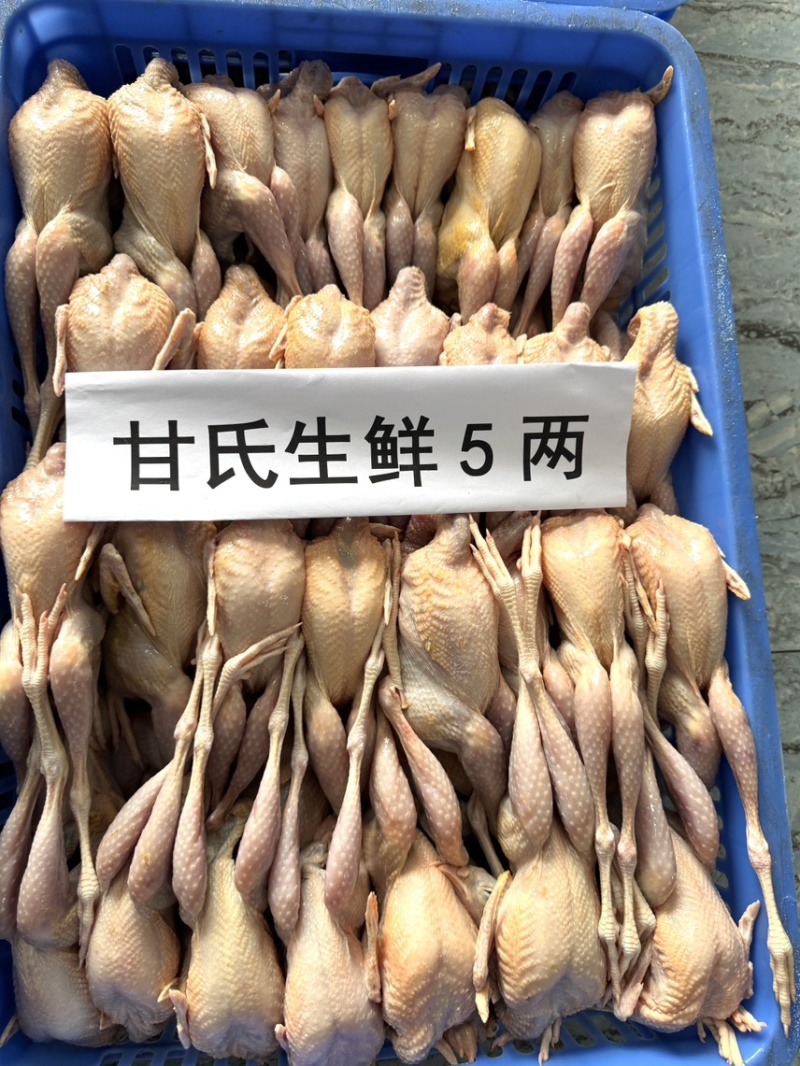 肇庆白条鹧鸪冷冻真空包装养殖基地现杀现发欢迎选购